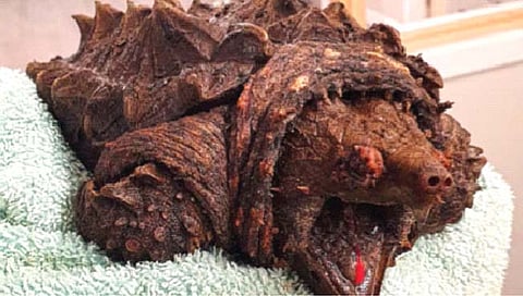 इंग्लंडमध्ये आढळले मगरीसारखे दिसणारे कासव