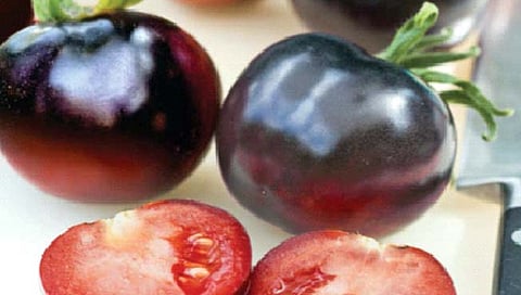 Black Tomatoes : ‘या’ आजारावर गुणकारी काळ्या टोमॅटोंची वाढली मागणी