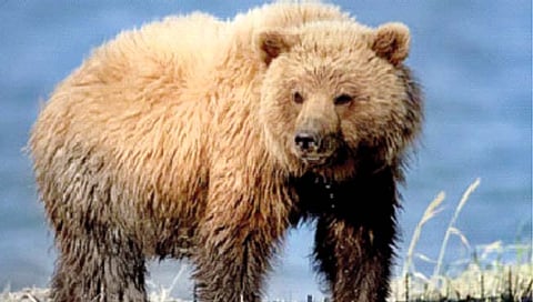 सव्वादोनशे किलो वजनाच्या अस्वलाची चोरी!