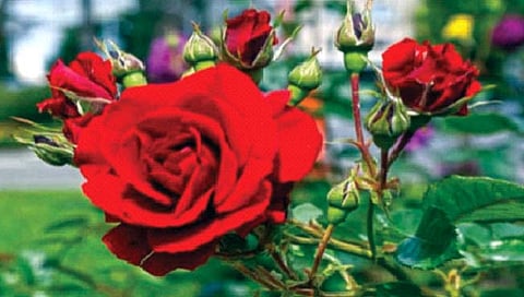 गुलाब आरोग्यासाठीही ठरतो गुणकारी!