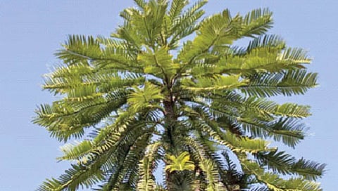 ‘जिवंत जीवाश्म’ असलेल्या झाडांच्या वाढीचे प्रयत्न