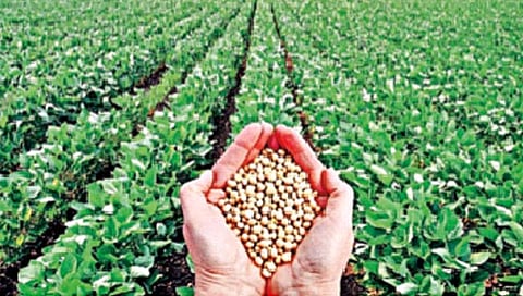 तेलबियांमध्ये स्वावलंबी व्हावेच लागेल