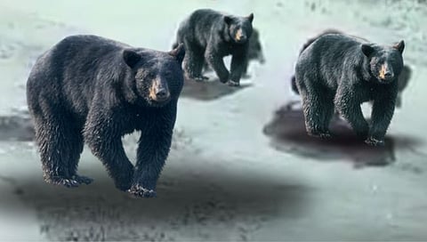 चंद्रपूर महानगरासह दुर्गापुरात पिल्लांसह अस्वलाचा मुक्त संचार