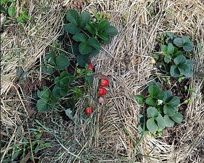 स्ट्रॉबेरीची शेती