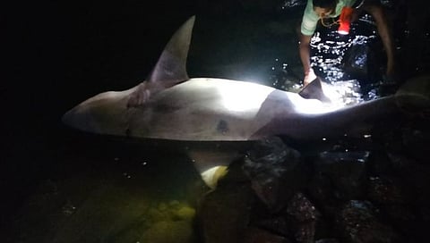 Mumbai News : शार्कच्या हल्याची महाराष्ट्रातील पहिली घटना; तरूणाच्या पायाचा लचका तोडला, ‘या’ शहरातील थरार