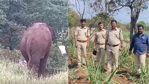 बेळगाव तालुक्याच्या पश्चिम भागात हत्तीची दहशत