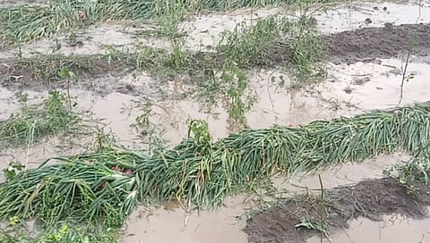 पुणे : अवकाळीचा 82 हजार हेक्टरवरील पिकांना तडाखा