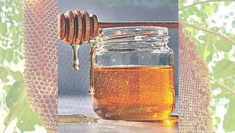 Nashik | नैसर्गिक मध निर्यातीतून एक हजार १७ कोटी परकीय चलन