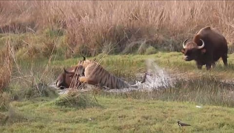 चंद्रपूर : वाघाची रानगव्याशी झुंज; व्हिडिओ सोशल मीडियावर व्हायरल