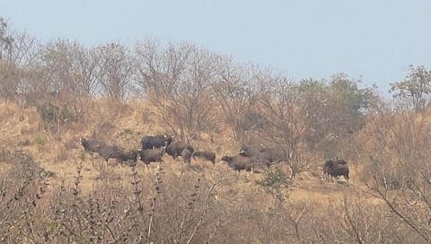 कोल्हापूर : सादळे-कासारवाडी परिसरात गव्यांचा कळप