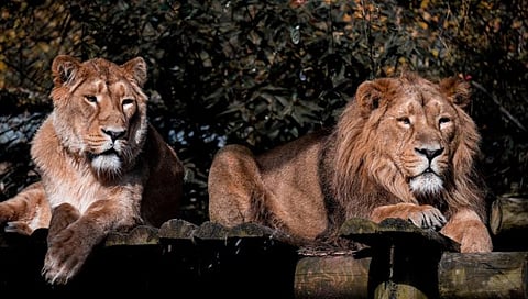 सिंहाच्या ‘त्या’ वादग्रस्त नावाप्रकरणी आयएफस अधिकारी निलंबित; त्रिपुरा सरकारची कारवाई
