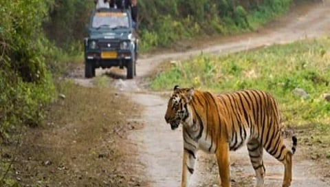 Nagzira Sanctuary: नागझिऱ्यात टी-४ वाघिणीचा दबदबा; २ छाव्यांसह दिले दर्शन