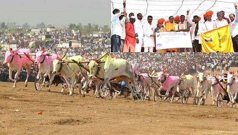 Bailgada Sharyat Eksamba : बंडा खिलारेंच्या बैलजोडीने मारलं एकसंब्याचं मैदान: पटकावलं ११ लाखांचे बक्षीस
