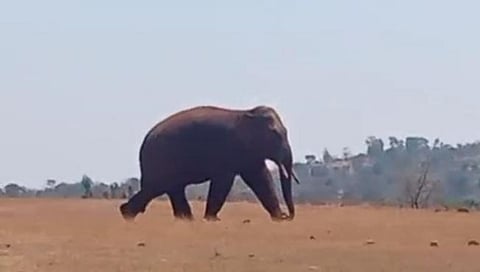 बेळगाव : चंदगड, हुक्केरी सीमेवर हत्तींचा वावर