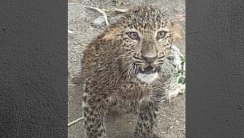 गंगाखेड येथे बिबट्याचे दर्शन