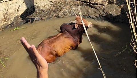 छ. संभाजीनगर : पिंपळगाव पेठ येथे विहिरीत पडलेल्या बैलाला जीवदान