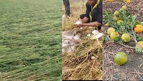 वाशिम: कारंजा, मंगरूळपीर तालुक्यात गारपिटीने पिके भुईसपाट, पक्ष्यांचा मृत्यू