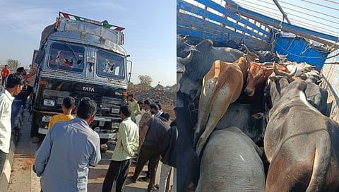 Hingoli : कत्तलीसाठी ३० जनावरांची वाहतूक करणारा ट्रक पकडला