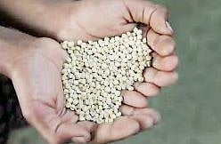 भाकरीचा चंद्र आवाक्यात; ज्वारीच्या दरात घसरण