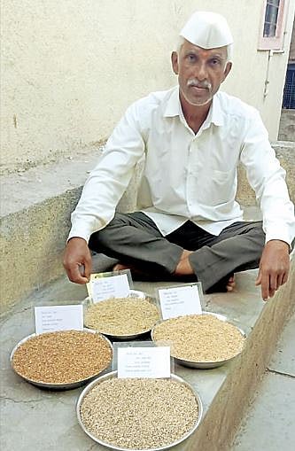 सिंहगड भागात छत्तीसगडचा भात : बियाण्यांच्या लागवडीचा प्रयोग यशस्वी