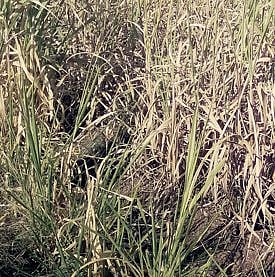 पिके पाण्याअभावी जळू लागली : कोकडेवाडीतील शेतकर्यांचा आंदोलनाचा इशारा