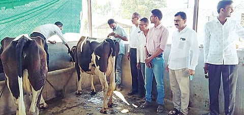 चांडोलीत लाळ-खुरकुताने 12 गायी, 2 बैलांचा मृत्यू : शेतकरी हतबल