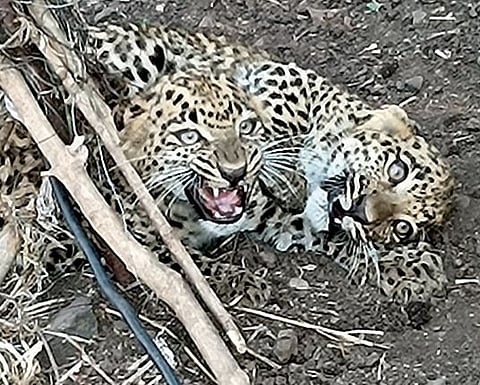 अखेर तारेत अडकलेल्या बिबट्याच्या बछड्यांची सुटका