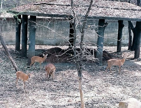 चौशिंगे बघायला, चला राजीव गांधी प्राणिसंग्रहालयात! हरणांची प्रजात दाखल