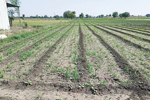 दुष्काळाच्या झळा ! पाण्याअभावी शेती, भावाअभावी शेतकरी संकटात