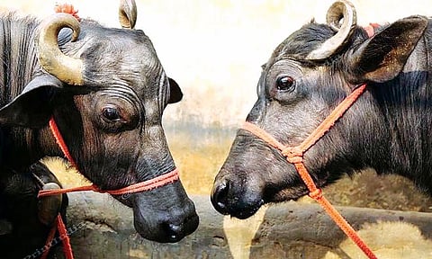 जनावरांचा चारा संपला : दूध उत्पादक हतबल; पशुपालक व शेतकरी चिंताग्रस्त