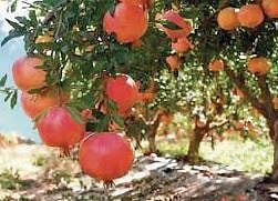 फळपिकांची प्रलंबित नुकसानभरपाई मिळणार !