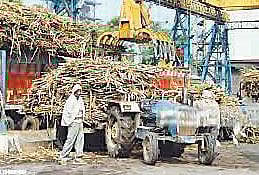 Pune : जिल्ह्यात अद्यापही 75 लाख टन ऊस गाळप बाकी