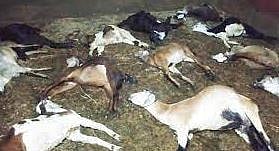 दुर्दैवी ! विषबाधा झाल्याने शेळ्या, मेंढ्यांचा मृत्यू