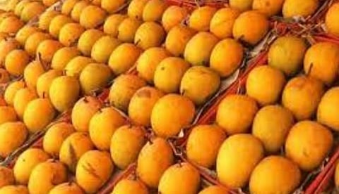 रत्नागिरी : यंदाच्या हंगामात 28 टन ‘हापूस’ची अमेरिकेला निर्यात