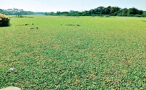 निरा गुदमरली ! पडला जलपर्णीचा विळखा!