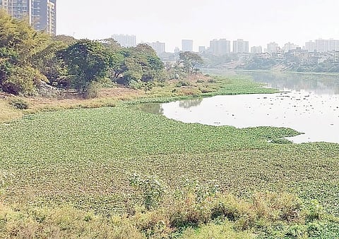 नदीपात्रामध्ये जलपर्णीचे राज्य ; नागरिकांचे आरोग्य धोक्यात