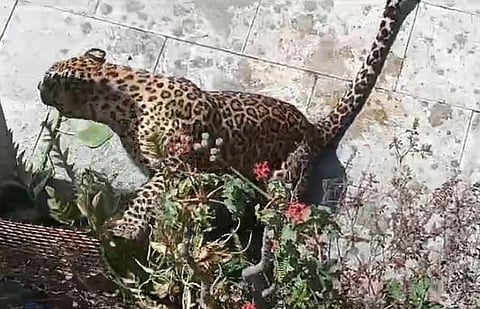 Nagar : केडगाव अंबिकानगर परिसरामध्ये बिबट्याच्या हल्ल्यात दोघे जखमी