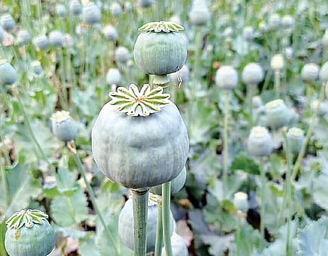 कोडीत येथे अफूची शेती : 10 किलोची झाडे जप्त; 2 जण पोलिसांच्या ताब्यात