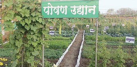 अबब… एका गुंठ्यात 78 प्रकारचा विषमुक्त भाजीपाला