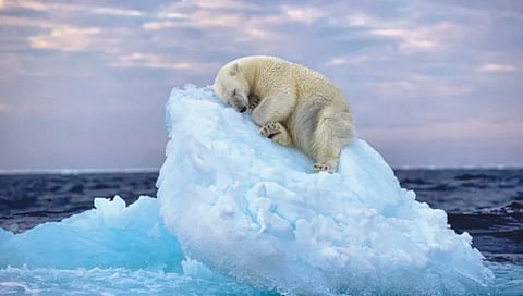 आईस बेडवर पहुडले अस्वल; छायाचित्र जगात सर्वोतम