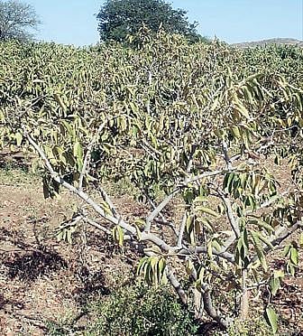 ‘पुरंदर उपसा’च्या पाण्यासाठी अजून 20 दिवस