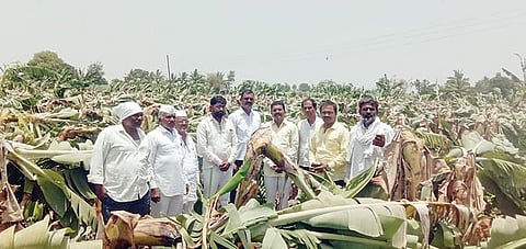 फळबागांचे अनुदान जमा होणार; गतवर्षी केळी बागांचे अतिवृष्टीने नुकसान
