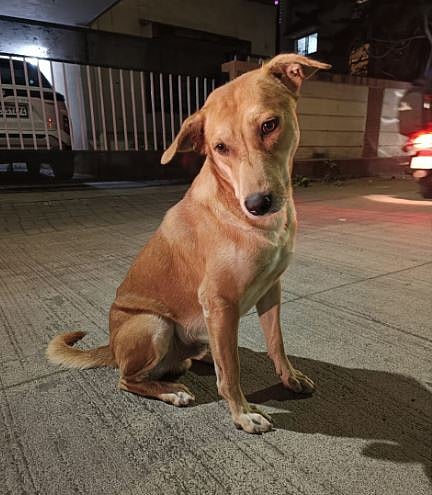 दोन वर्षांत श्वानदंशाच्या घटना दुपटीने वाढल्या : नागरिकांमध्ये दहशत