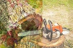 बेकायदा वृक्षतोड प्रकरण भोवल; दौंडचे वनपाल रवींद्र मगर, वनरक्षक कदम निलंबित