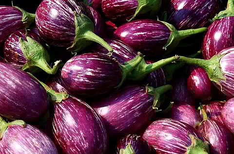 वांग्याचे दर पडले; किलोला मिळतात अवघे 15 रुपये