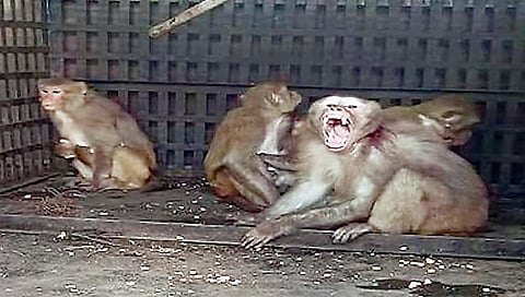 वन्यजीवांचे हाल होत असतील तर ते व्हिडीओ व्हायरल करा : डॉ. माधव गाडगीळ