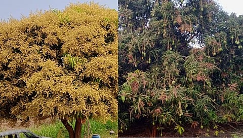 परभणी: अंबराई बहरली कैऱ्यांनी; यंदा मुबलक आंबा मिळणार