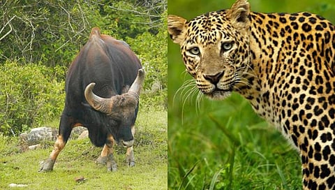 Kolhapur News: धामणी खोऱ्यात गव्याच्या दिमतीला बिबट्याची साथ; लोकांचा उडतोय भीतीने थरकाप