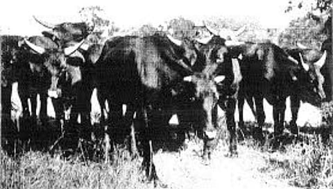 Nashik : गावकऱ्यांनी केलेल्या गायरान जमिनीवरील अतिक्रमणाचा प्रश्न पेटला