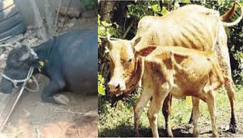 Scarcity Nashik | येवला तालुक्यात टंचाई झळा; चाराही संपला, जनावरांनी माना टाकल्या